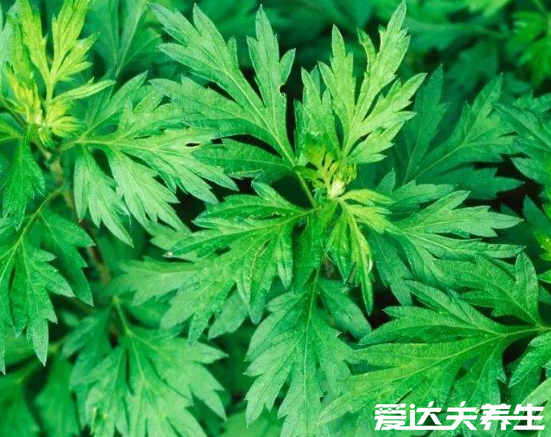 螨蟲最怕這3種東西，好好利用螨蟲全死光