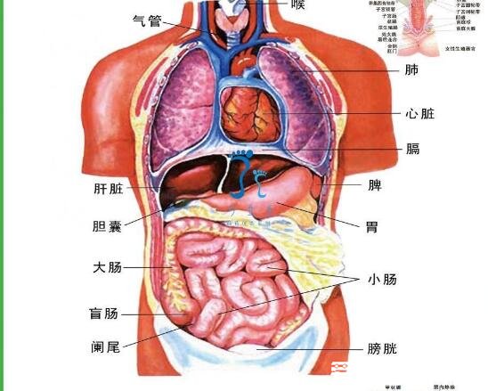 人體器官分布圖，帶你了解五臟六腑