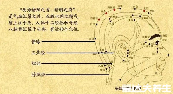 人體頭部經(jīng)絡(luò)圖穴位圖，讓你精準(zhǔn)找到自己頭部的穴位