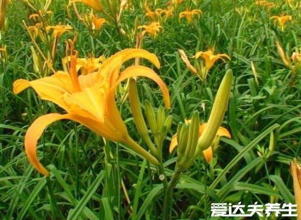 黃花菜的功效與作用禁忌，能夠安神助眠滋養(yǎng)肌膚(圖片)