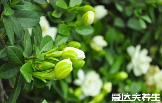 梔子花為啥不吉利，通體白色性質(zhì)寒涼認(rèn)為其有損陽(yáng)氣