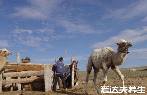 駱駝奶的功效和作用，不僅可以促進(jìn)生長還能降血糖