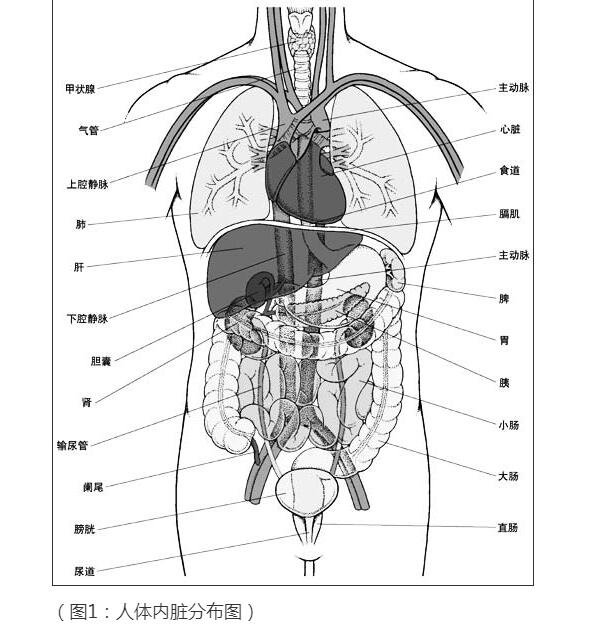 人體內臟器官位置分圖布，人體的四大系統(tǒng)和五臟六腑的位置詳解