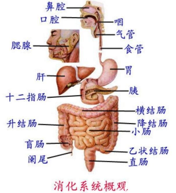 人體內臟器官位置分圖布，人體的四大系統(tǒng)和五臟六腑的位置詳解