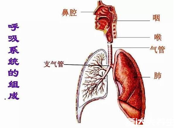 人體內臟器官位置分圖布，人體的四大系統(tǒng)和五臟六腑的位置詳解