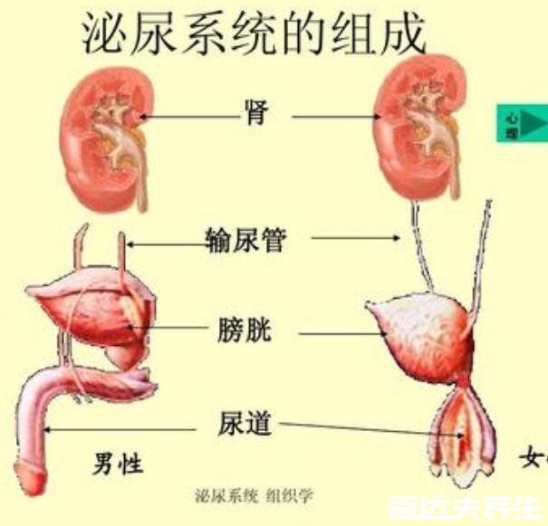 人體內臟器官位置分圖布，人體的四大系統(tǒng)和五臟六腑的位置詳解