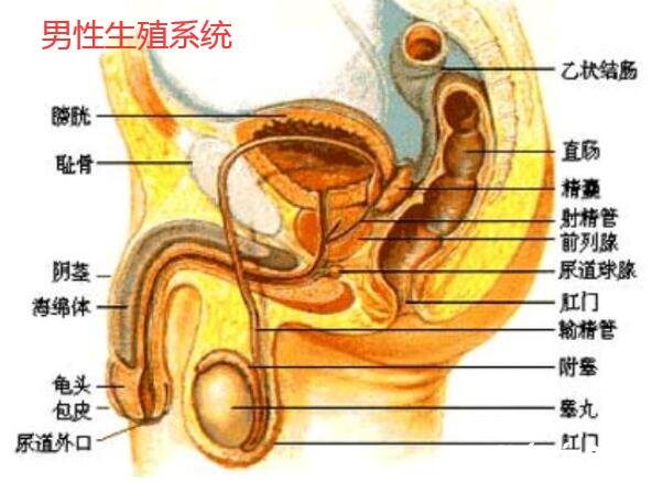 人體內臟器官位置分圖布，人體的四大系統(tǒng)和五臟六腑的位置詳解