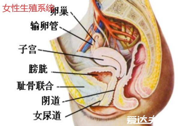 人體內臟器官位置分圖布，人體的四大系統(tǒng)和五臟六腑的位置詳解