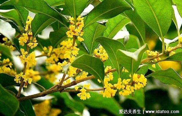 桂花泡水喝的9大禁忌，喝多可能會(huì)導(dǎo)致口臭(一次8-10顆最佳)