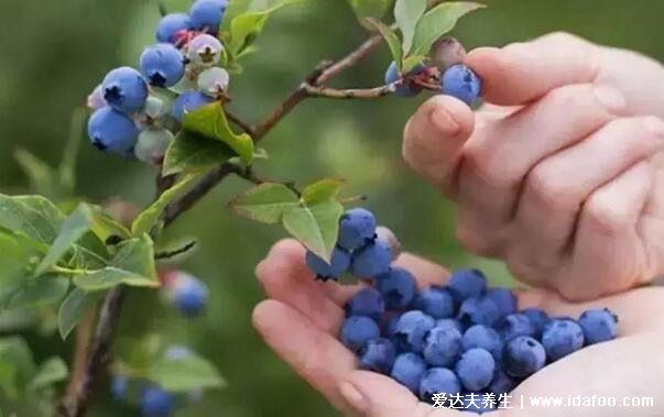 男人必知4大壯陽水果，桑葚/獼猴桃/荔枝/藍莓(附壯陽食物)