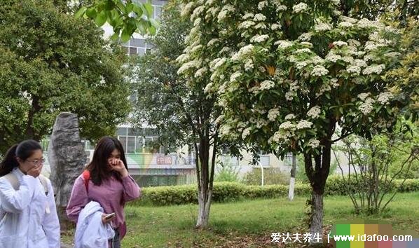 石楠花為什么是精子味，最污的花因?yàn)橹饕煞质侨装? src="/uploads/allimg/210514/5_210514172256_1.jpg"  /></p>
<p>其實(shí)對于石楠花的味道是什么成分引起的還沒有準(zhǔn)確的分析，但是石楠花屬于薔薇科蘋果亞科，和它同一亞科的山楂屬、栒子屬、花楸屬的花都有腥味，它們都含有三甲氨這種成分，對弈可以確定石楠花的精子味是由于三甲氨這種成分揮發(fā)出來的味道。</p>
<p><img alt=