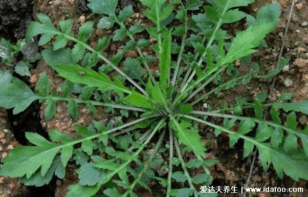 農(nóng)村100種野菜圖片，大自然的饋贈(zèng)你吃過哪幾種