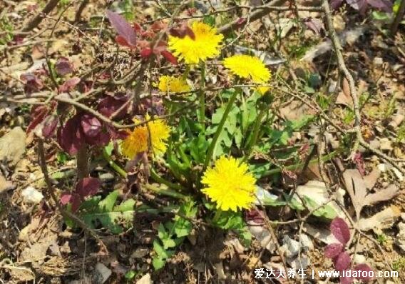 農(nóng)村100種野菜圖片，大自然的饋贈(zèng)你吃過哪幾種