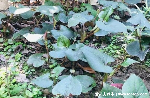 農(nóng)村100種野菜圖片，大自然的饋贈(zèng)你吃過哪幾種