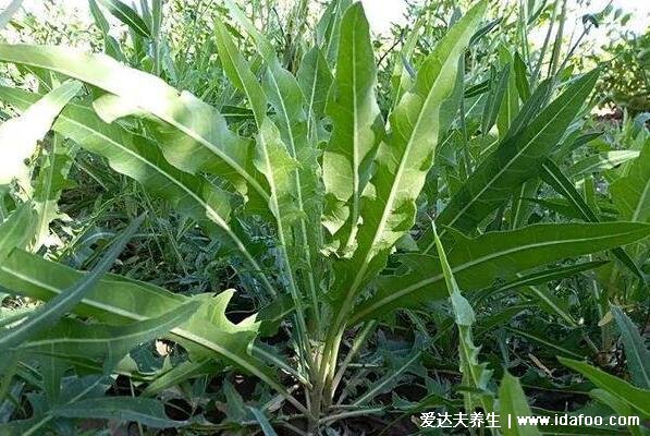 農(nóng)村100種野菜圖片，大自然的饋贈(zèng)你吃過哪幾種