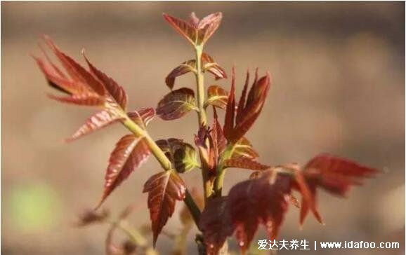 農(nóng)村100種野菜圖片，大自然的饋贈(zèng)你吃過哪幾種