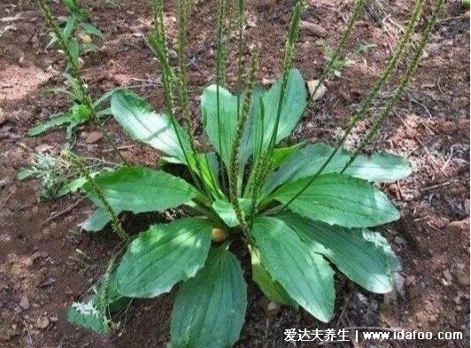 農(nóng)村100種野菜圖片，大自然的饋贈(zèng)你吃過哪幾種