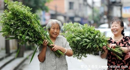 端午節(jié)為什么要掛艾草，驅(qū)鬼辟邪求吉祥