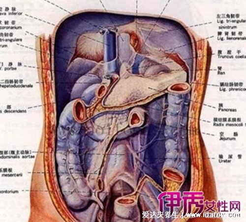 女性下腹疼痛部位圖解，右下腹疼痛是闌尾炎