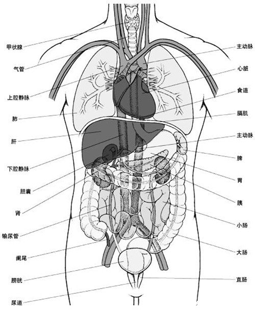 人體內(nèi)臟器官位置分圖布結(jié)構(gòu)圖，五臟對應(yīng)金木水火土