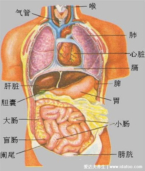 人體內(nèi)臟器官位置分圖布結(jié)構(gòu)圖，五臟對應(yīng)金木水火土