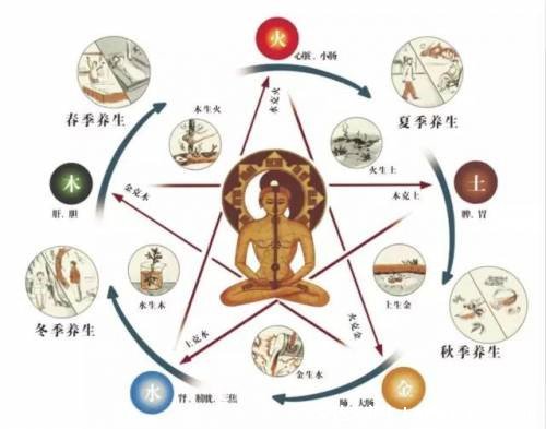 人體內(nèi)臟器官位置分圖布結(jié)構(gòu)圖，五臟對應(yīng)金木水火土