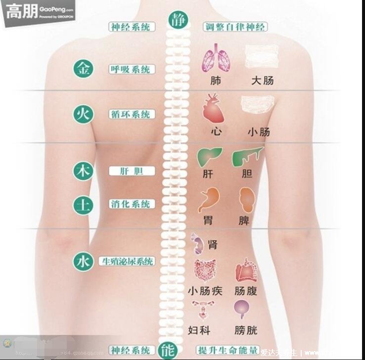 人體器官后背疼痛對應器官圖，各個位置疼痛病灶解析(在家自診)