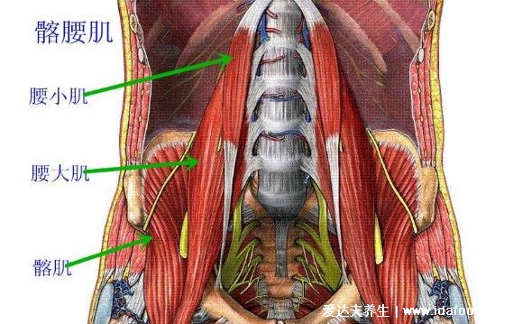 腰肌勞損疼痛的部位圖片，四個(gè)痛點(diǎn)導(dǎo)致(引起腰疼還有三種病)