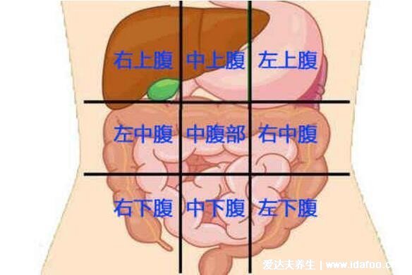 女性下腹疼痛部位圖解，左下腹盆腔炎等婦科炎癥/右下腹闌尾炎