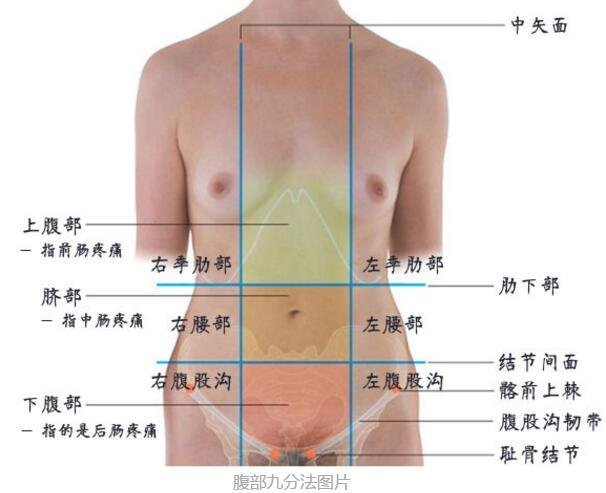 女性下腹疼痛部位圖解，左下腹盆腔炎等婦科炎癥/右下腹闌尾炎