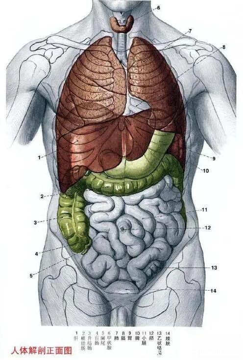 人體解剖圖各器官位置圖高清，內(nèi)臟器官位置分布圖及功能介紹