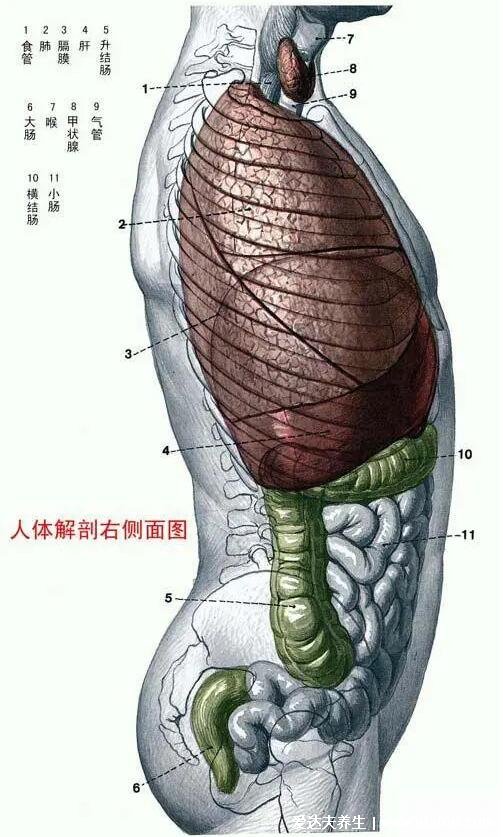 人體解剖圖各器官位置圖高清，內(nèi)臟器官位置分布圖及功能介紹