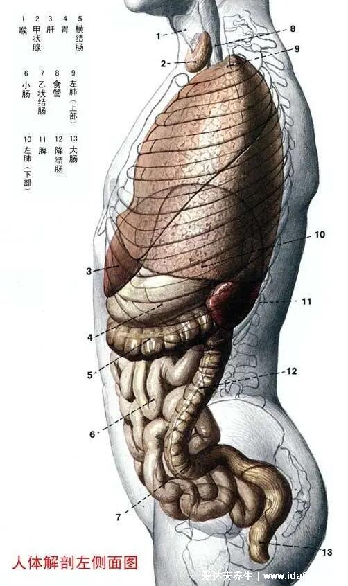 人體解剖圖各器官位置圖高清，內(nèi)臟器官位置分布圖及功能介紹