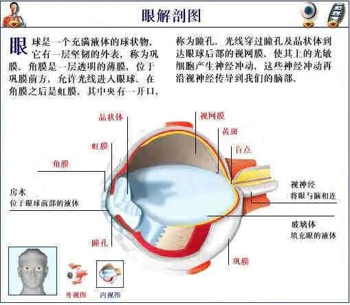 人體解剖圖各器官位置圖高清，內(nèi)臟器官位置分布圖及功能介紹