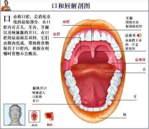 人體解剖圖各器官位置圖高清，內(nèi)臟器官位置分布圖及功能介紹