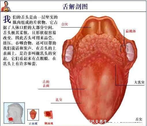 人體解剖圖各器官位置圖高清，內(nèi)臟器官位置分布圖及功能介紹