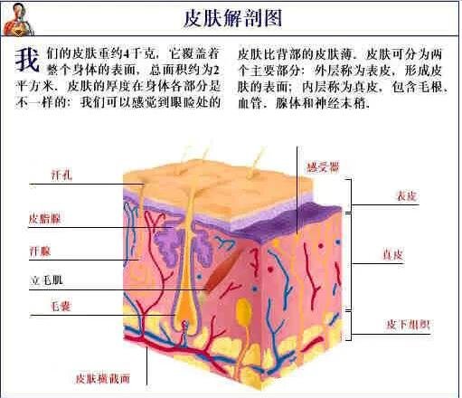 人體解剖圖各器官位置圖高清，內(nèi)臟器官位置分布圖及功能介紹