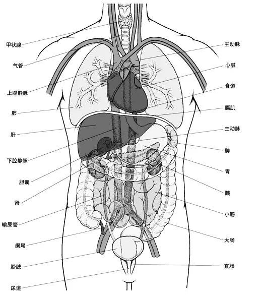 人體解剖圖各器官位置圖高清，內(nèi)臟器官位置分布圖及功能介紹