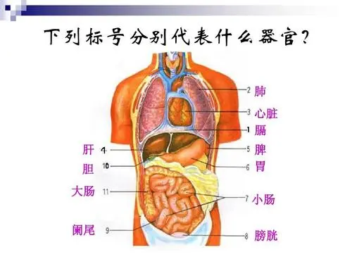 人體闌尾炎的疼痛位置圖片，在右下腹肚臍周圍（男性更易得闌尾炎）