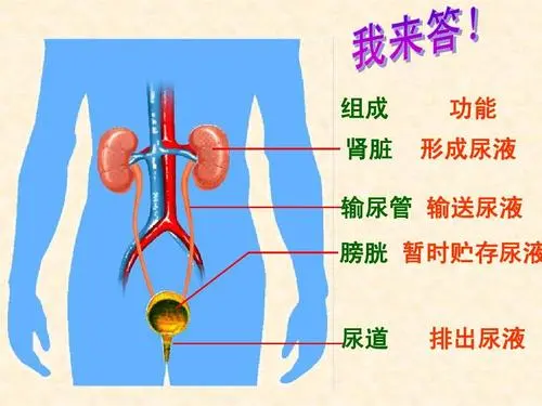 膀胱在哪個位置圖片，男性女性都在骨盆內(nèi)（肚臍下面和臀部之間）