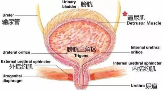 膀胱在哪個位置圖片，男性女性都在骨盆內(nèi)（肚臍下面和臀部之間）