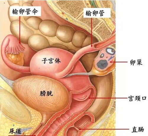 膀胱在哪個位置圖片，男性女性都在骨盆內(nèi)（肚臍下面和臀部之間）