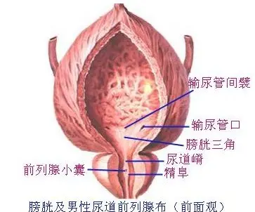 膀胱在哪個位置圖片，男性女性都在骨盆內(nèi)（肚臍下面和臀部之間）