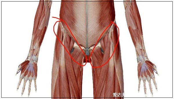 人體腹股溝在哪個位置圖片，大腿里側(cè)和腹部之間(兩側(cè)三角區(qū)域)