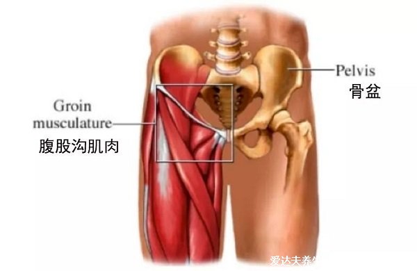 人體腹股溝在哪個位置圖片，大腿里側(cè)和腹部之間(兩側(cè)三角區(qū)域)