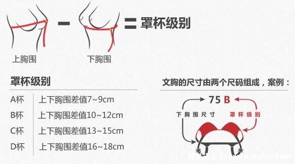 內(nèi)衣罩杯abcd怎么計算區(qū)分大小，計算上下胸圍之差即可