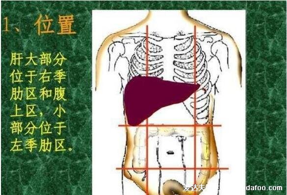 肝癌初期三處癢兩處疼一處黑，肝癌右肩痛位置圖片