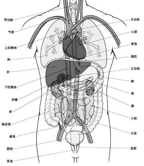 人體結(jié)構(gòu)示意圖器官分布圖，包括骨骼器官和內(nèi)臟器官分布