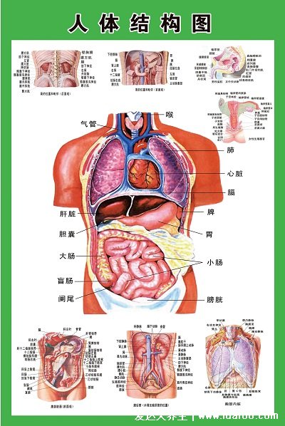 人體結(jié)構(gòu)示意圖器官分布圖，包括骨骼器官和內(nèi)臟器官分布