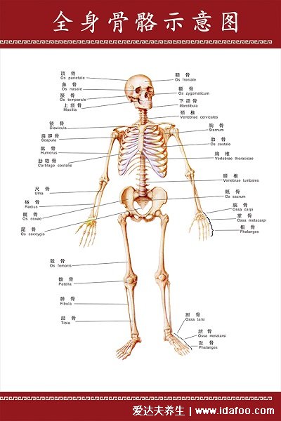 人體結(jié)構(gòu)示意圖器官分布圖，包括骨骼器官和內(nèi)臟器官分布